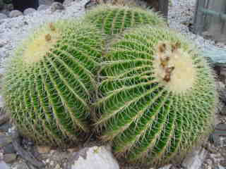 San Pedro Cactus