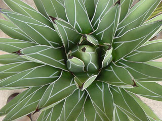 Agave Tequilana
